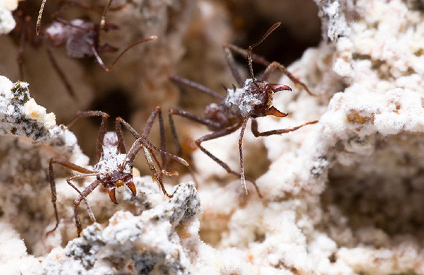 Ants and Antifungals