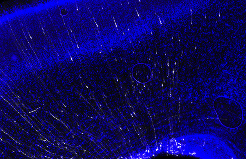 A Natural History of Neurons