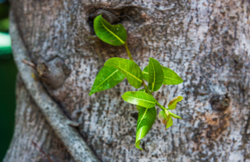 New Life for Old Drug