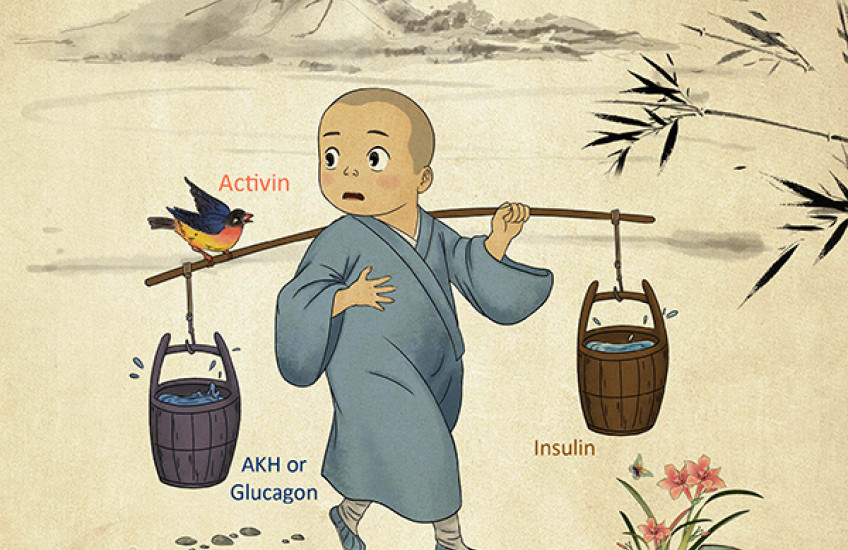 The Yin to Insulin’s Yang