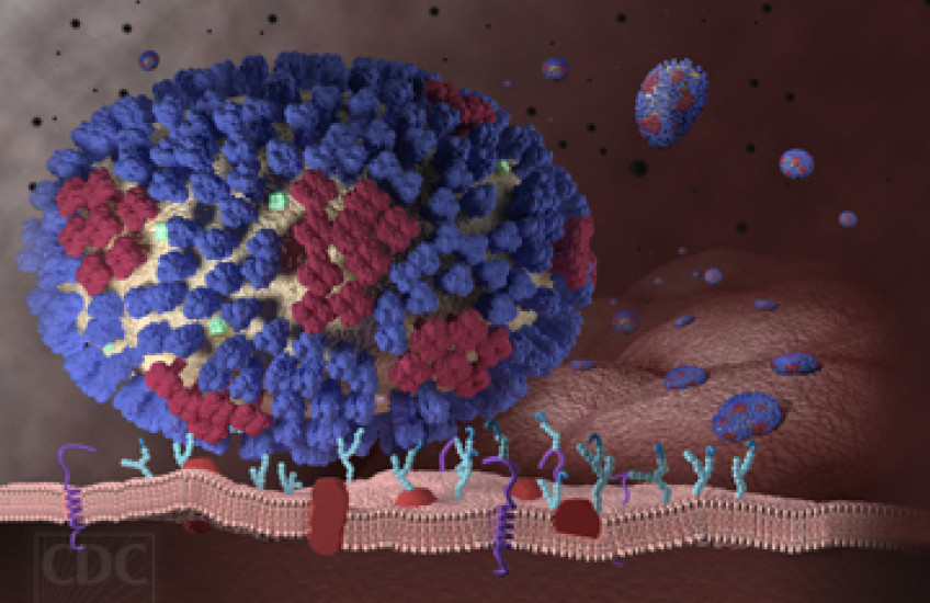 Don’t Forget Flu