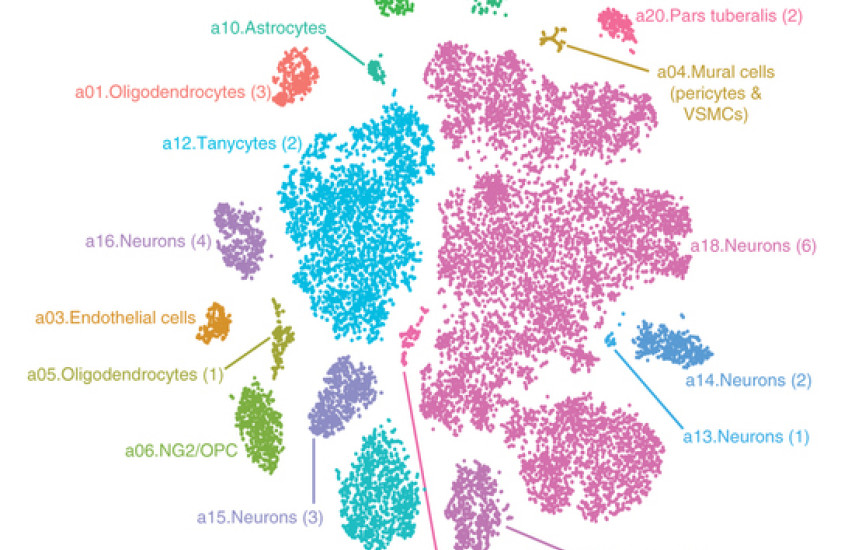 The Ingredients of Appetite
