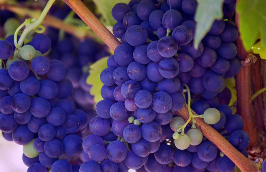 New Study Validates Longevity Pathway 