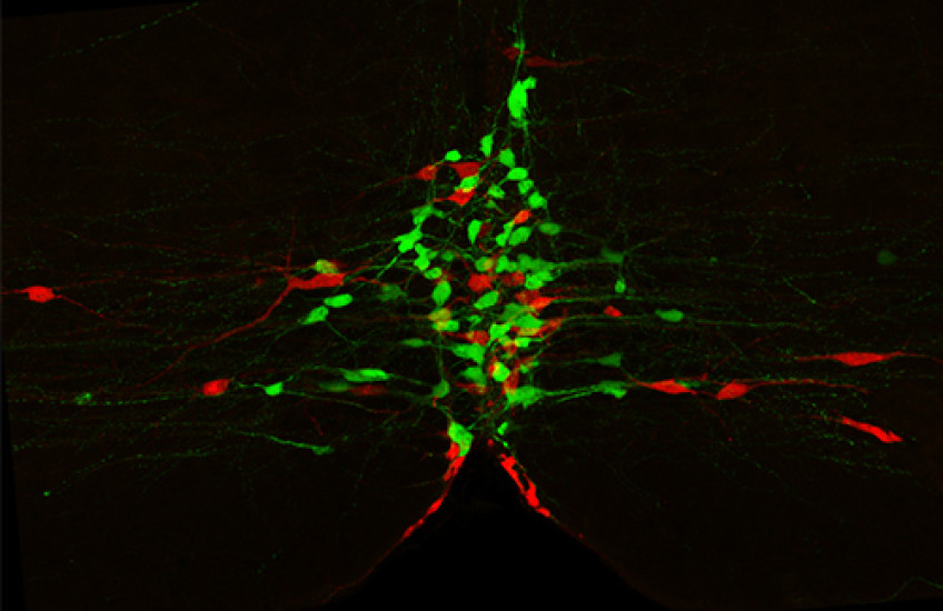 Serotonin Neuron Subtypes