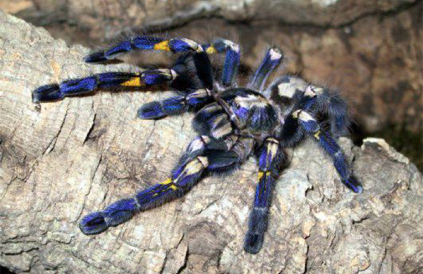 Lessons from a Tarantula