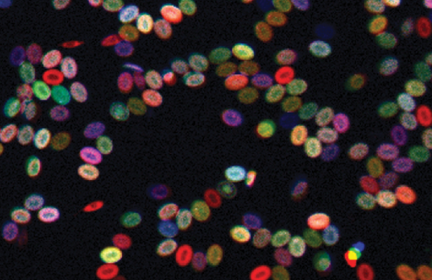 Color-Coded Stem Cells