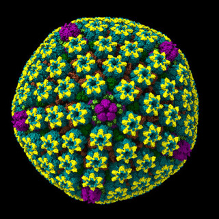 A colorful cryo-EM model of a herpes simplex virus capsid, appearing as a nearly spherical structure made of tightly packed, repeating protein clusters arranged in a geometric pattern.