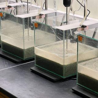 Photo of four clear tanks on a lab bench, each containing green sand and murky water.