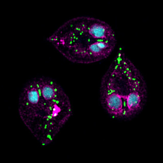 Fluorescent microscopy shows three teardrop-shaped Giardia parasites, each with two nuclear structures like eyes and scattered with green dots indicating mitochondria.
