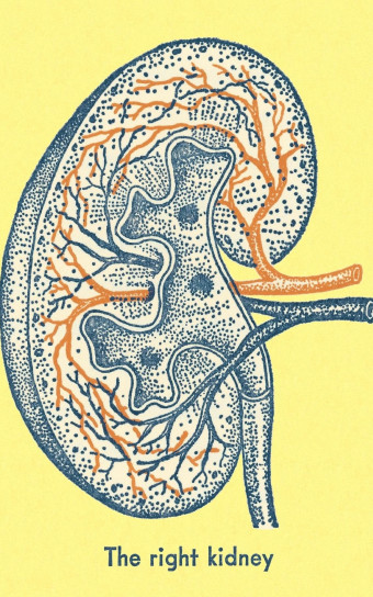 Historical-looking illustration of a cross-section of a kidney, labeled "The right kidney"