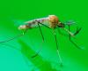 A close up of a mosquito against green backdrop