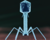 illustration of a phage particle