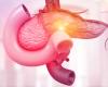 Illustration in pink of the anatomy of the pancreas 