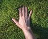 Human hand touching a bed of green moss 