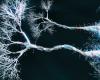 neurons