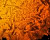 Colored electron micrograph shows a cell swarmed with small viral particles