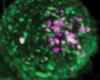 Glowing pink virus-like particles enter a glowing green cell at the sites of recently identified receptors for EEEV.