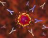 coronavirus and antibodies