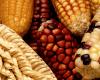 Close-up photo of varied kinds of maize cobs