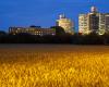 Photo of a field of wheat with hospital buildings in the background, at dusk