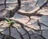 A small green shoot appears amid drought-cracked earth