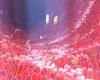 gut microbes 