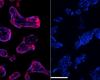 Side by side micrographs show cells lit in purple (left) and blue (right) against a black background