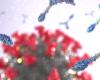 research on vaccine safety Antibodies attacking coronavirus