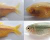 Four images of fish shown side by side. Three are orange and eyeless while one, bottom right, is silver with eyes