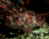 red and white fish with open mouth in a fish tank