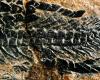 Fossil spine and tail of an ancient fish