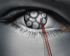 Circadian Clock’s Inner Gears
