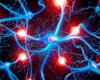 The Making of a Brain