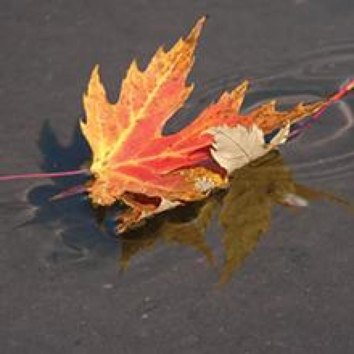 leaf with autumnal coloring floating on water