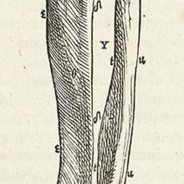 drawing of leg bones, 16th century