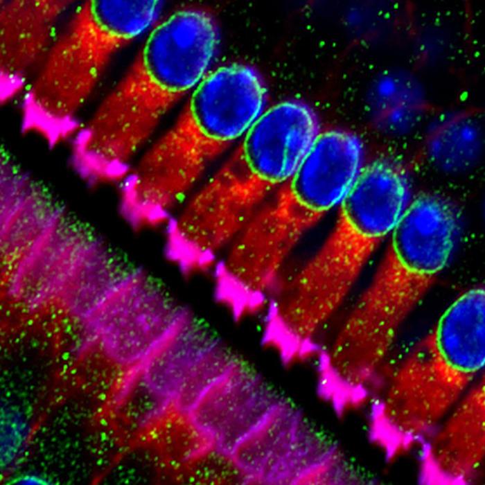colorized micrograph of hair cells in the ear