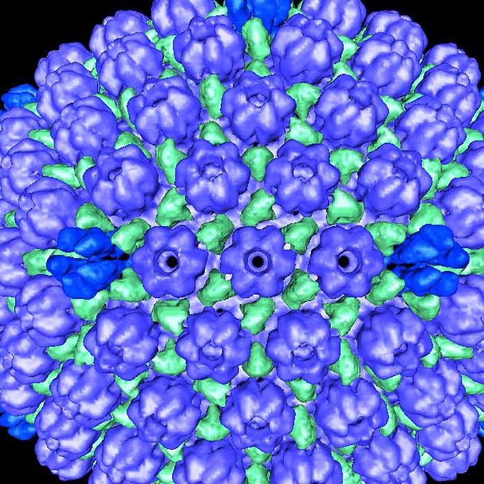 an image of the capsid of the herpes simplex virus type 1