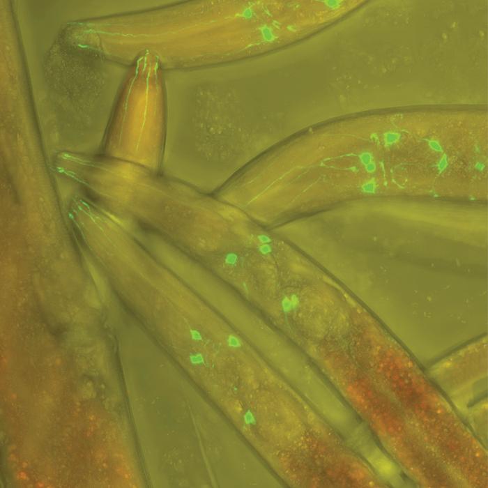 microscopic image of a few of the nematodes, Caenorhabditis elegans