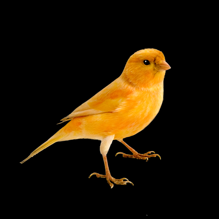 canary standing against a field of black