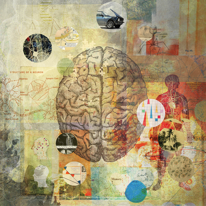 section of illustration showing brain