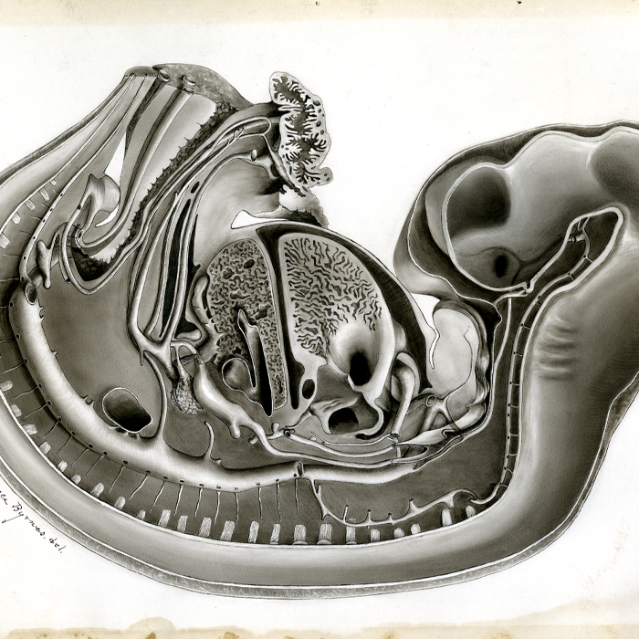 drawing of a cross-section of a fetal pig