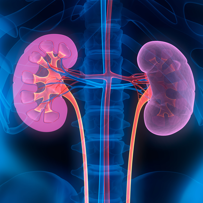 colorized x-ray-like image of the kidneys