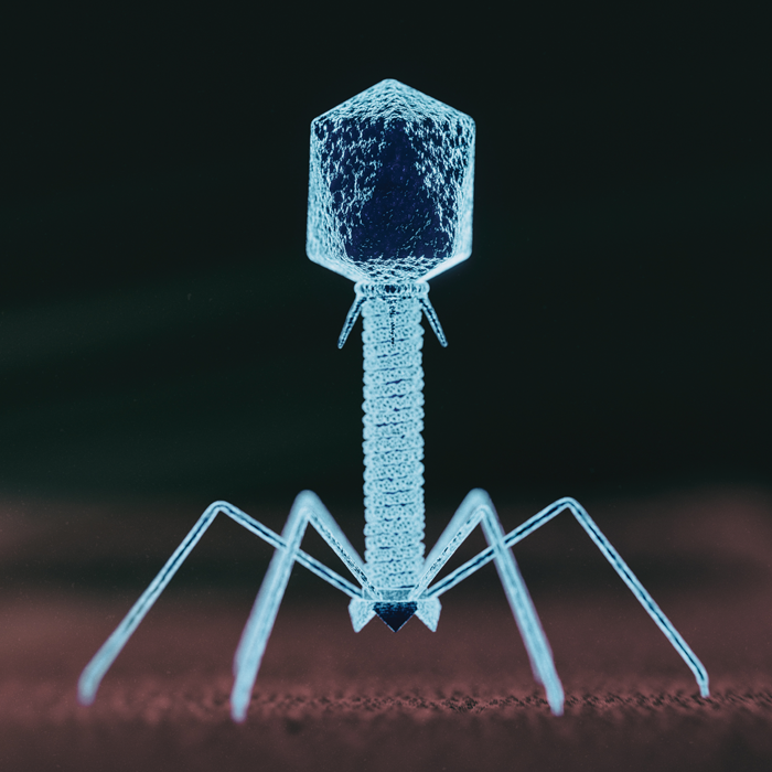 illustration of a phage particle