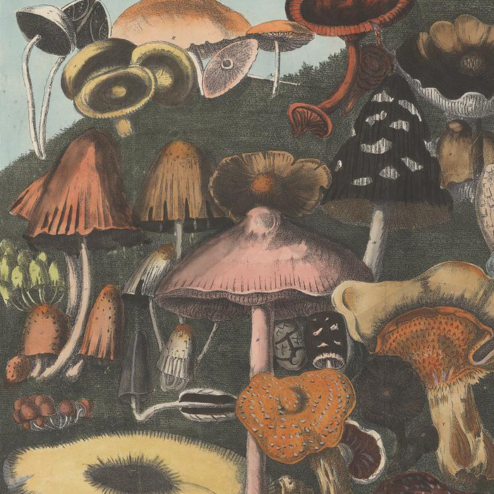 detail from a lithograph of mushrooms, many of which have psychogenic properties