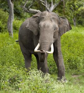 Elephant on grass, facing camera