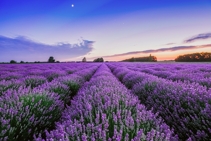 lavender