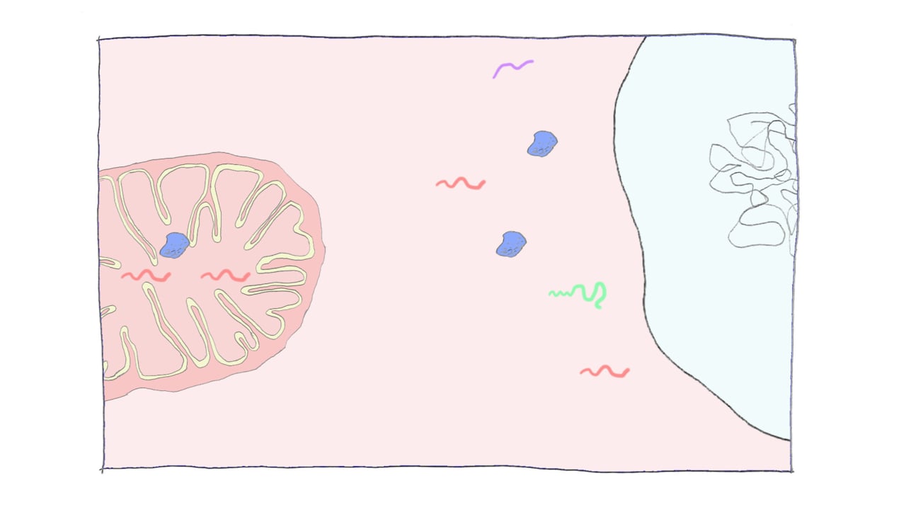 Cell nuclei and mitochondria coordinate to boost energy production