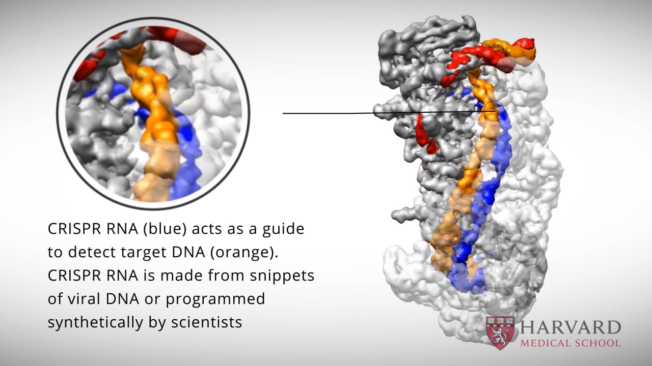 Bringing CRISPR into Focus