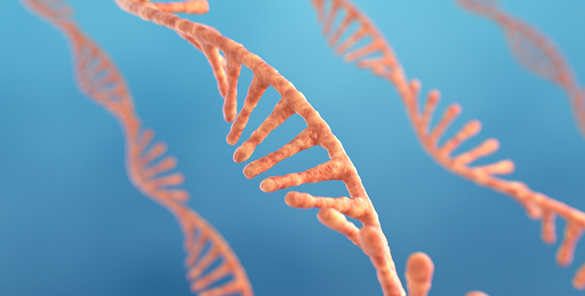 illustration of four separate twisting strands of RNA, each with one backbone with spoke-like nucleotides poking out at regular intervals