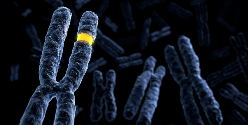 Drawing of three X-shaped chromosomes against a dark background. The largest chromosome has a piece highlighted in bright yellow.